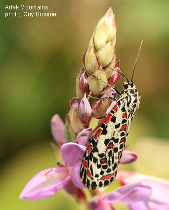 Uchittinga Insect Papua Insects Foundation (Lepidoptera/Erebidae/Arctiinae/Utetheisa ...